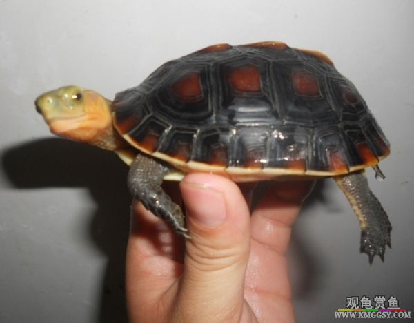 125716ckwcljyq3l3g2k2t.jpg.thumb.jpg