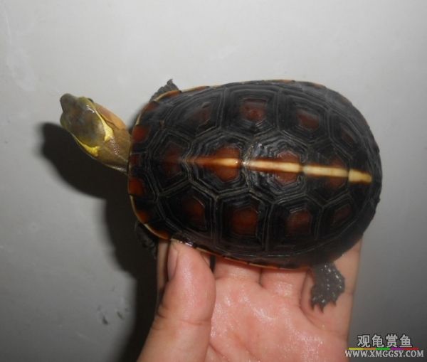 125721zffysjj4fy8sx4qg.jpg.thumb.jpg