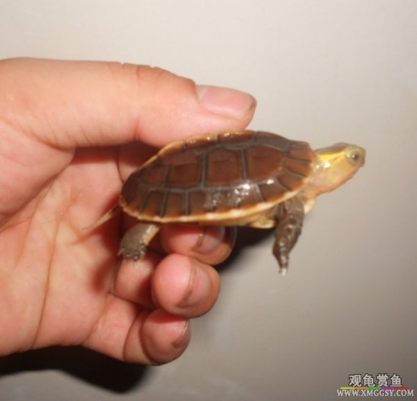 001936tk008q04xsv4lllv.jpg.thumb.jpg