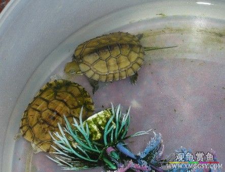 ������ֻ��״Ԫ��