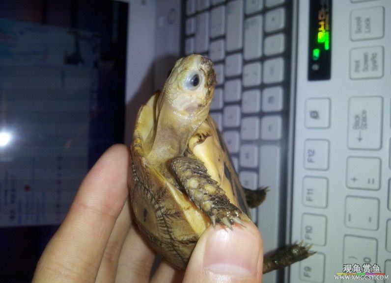 �������Ƭ