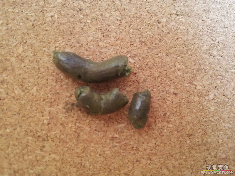 �������Ƭ���