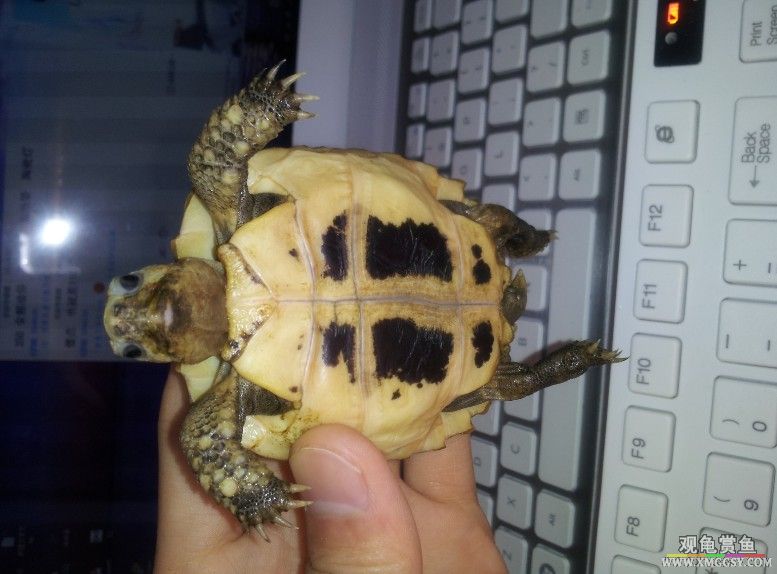 �������Ƭ