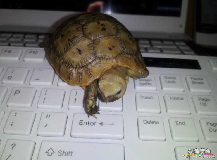 �������Ƭ