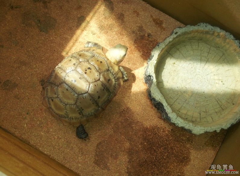 �������Ƭ