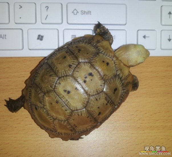 �������Ƭ