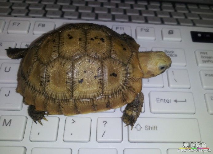 �������Ƭ