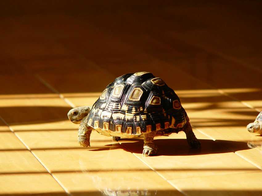 �����º�����������