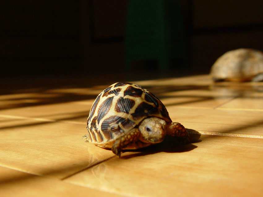 �����º�����������