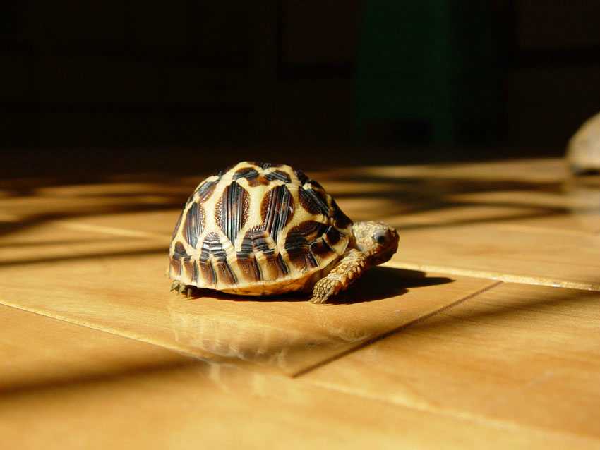 �����º�����������