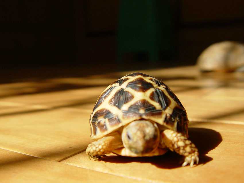 �����º�����������