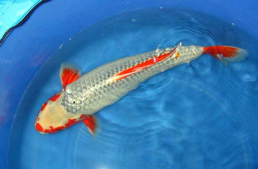 ����ǳ�ƣ�������