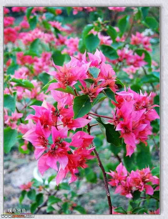 ��÷�����