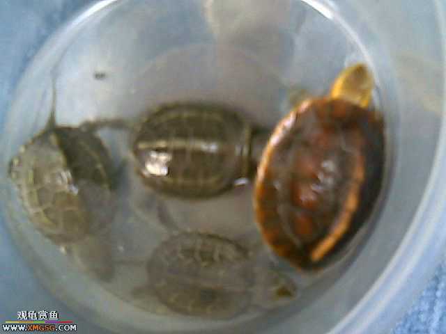 ���������С�����