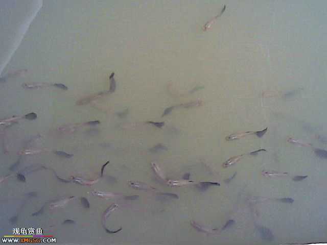 ���������С�����