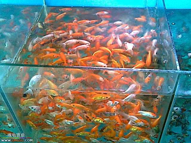 ���������С�����