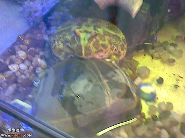 ���������С�����