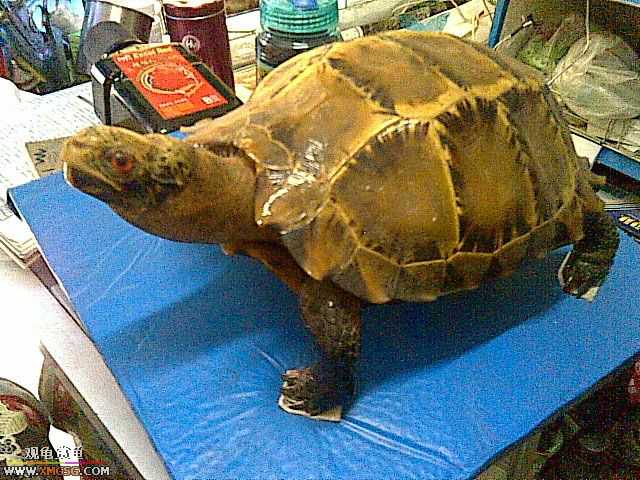 ���������С�����