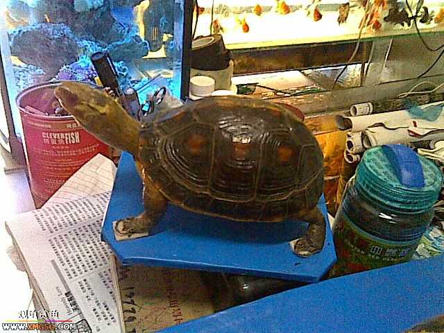 ���������С�����