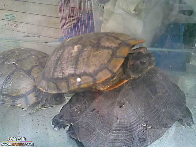 ���������С�����