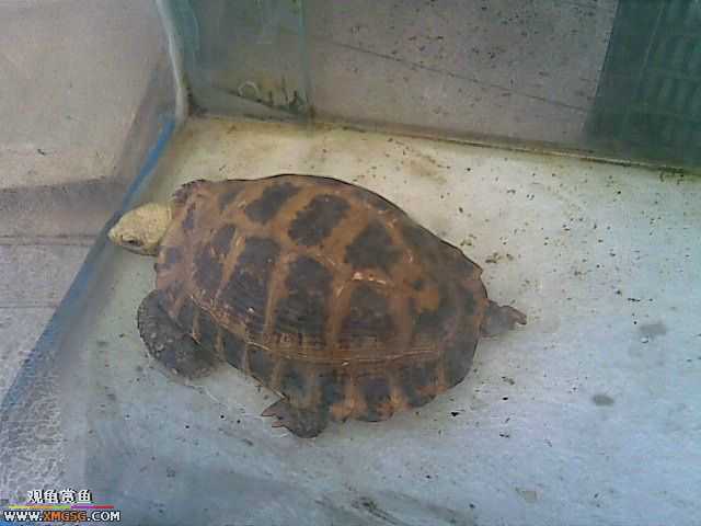 ���������С�����