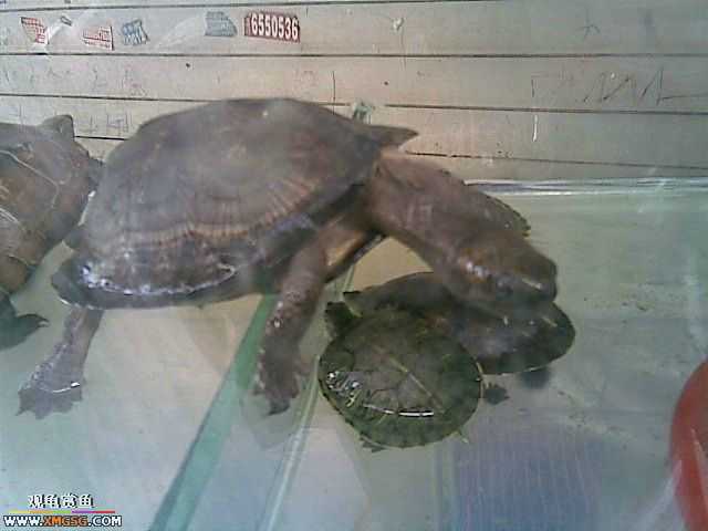 ���������С�����