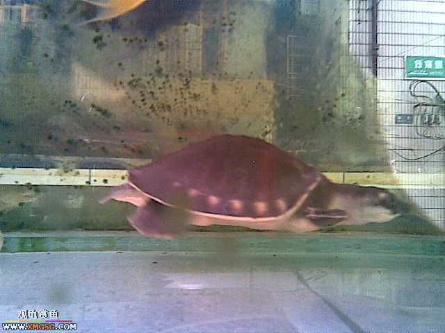 ���������С�����