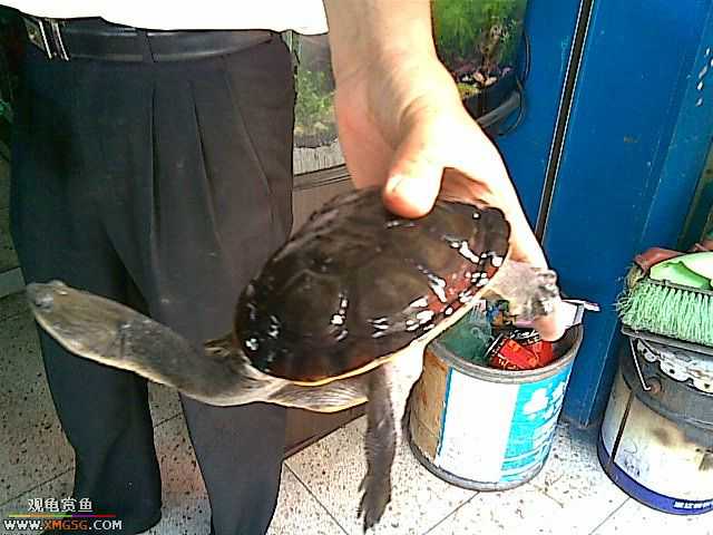 ���������С�����