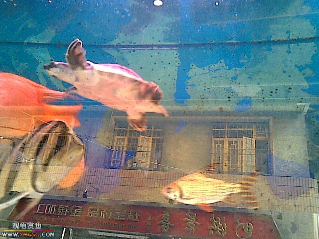 ���������С�����