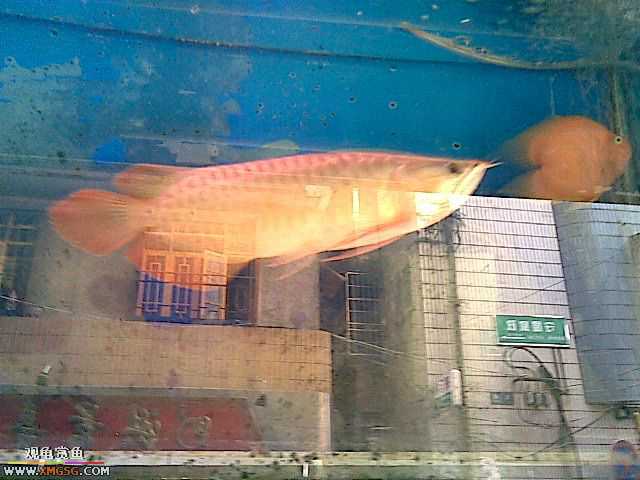 ���������С�����