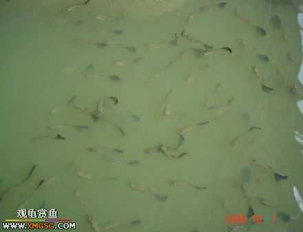 ���������С�����