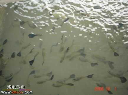 ���������С�����