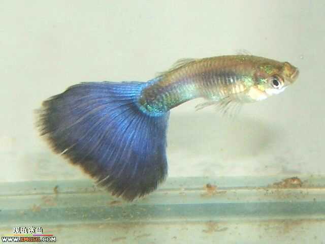 ���������С�����