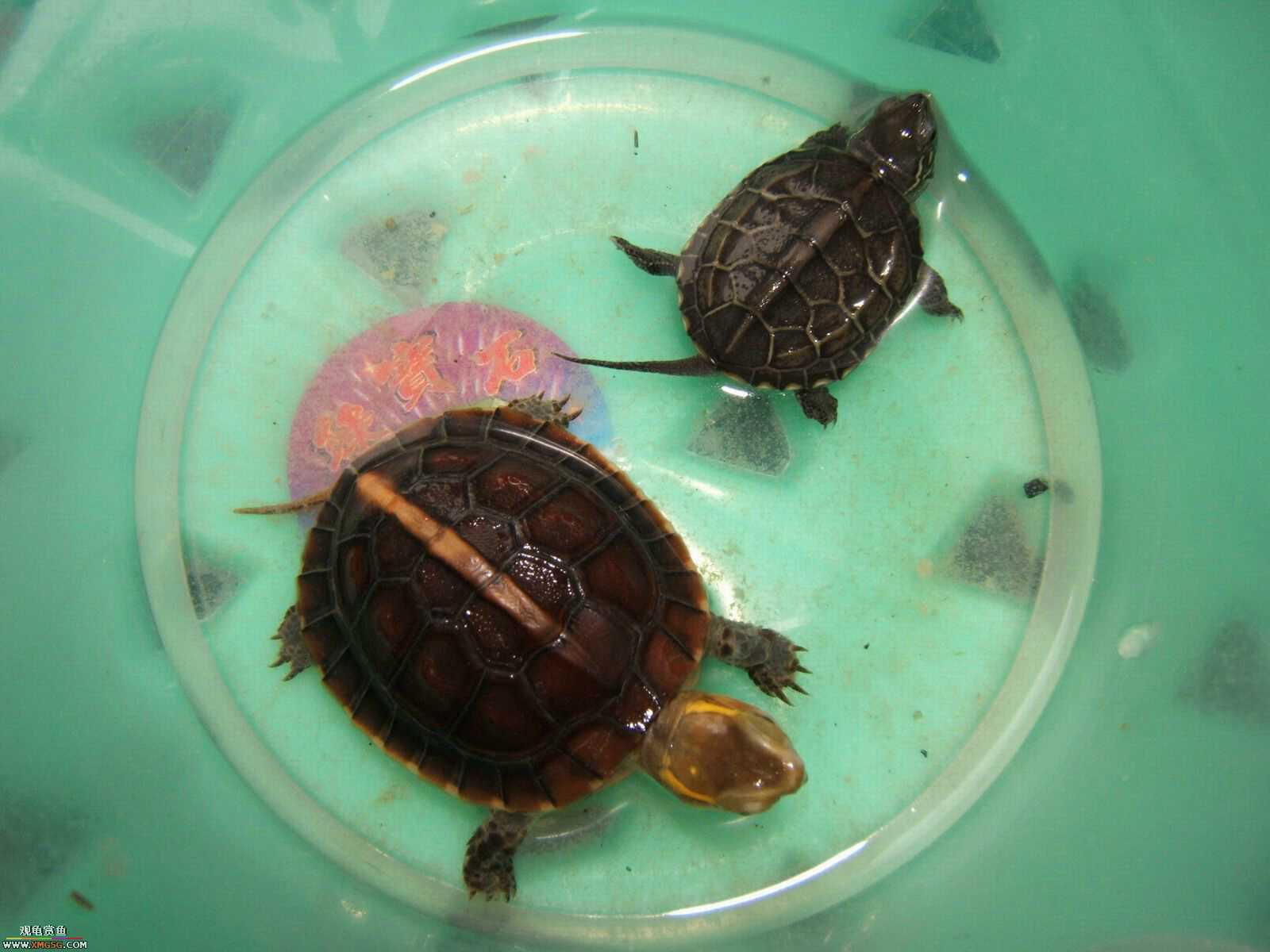 ���������С�����