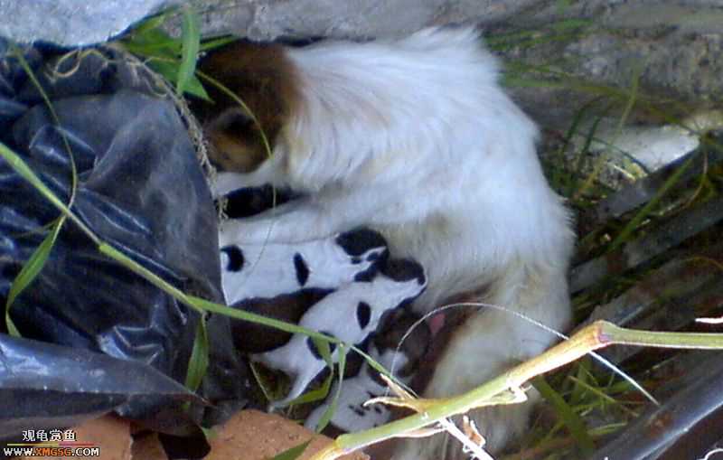 ���������С�����