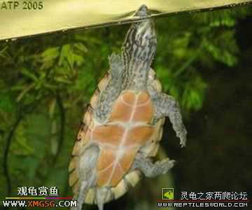 [�����ѹ�С��]�������� --ת�����