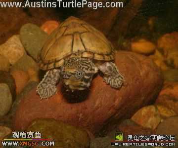 [�����ѹ�С��]�������� --ת�����