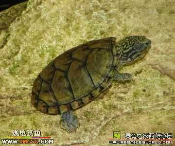 [�����ѹ�С��]�������� --ת�����