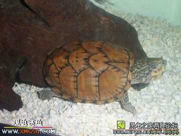 [�����ѹ�С��]�������� --ת�����