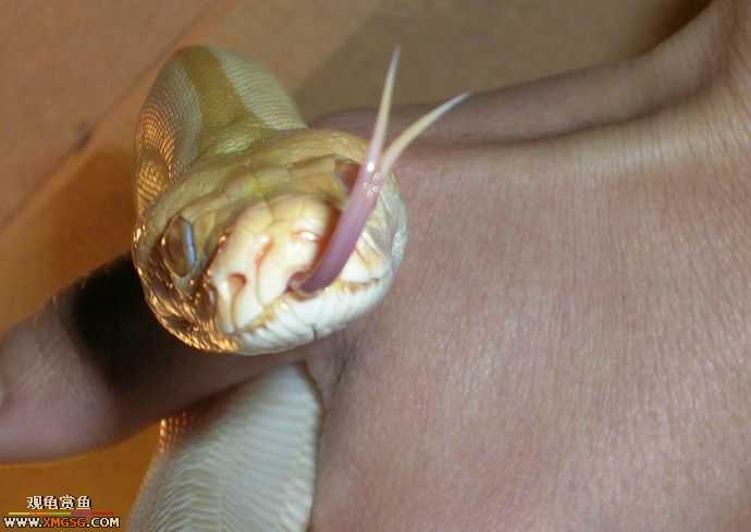 ���������С�����