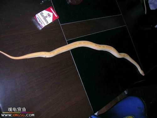 ���������С�����