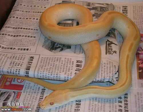 ���������С�����