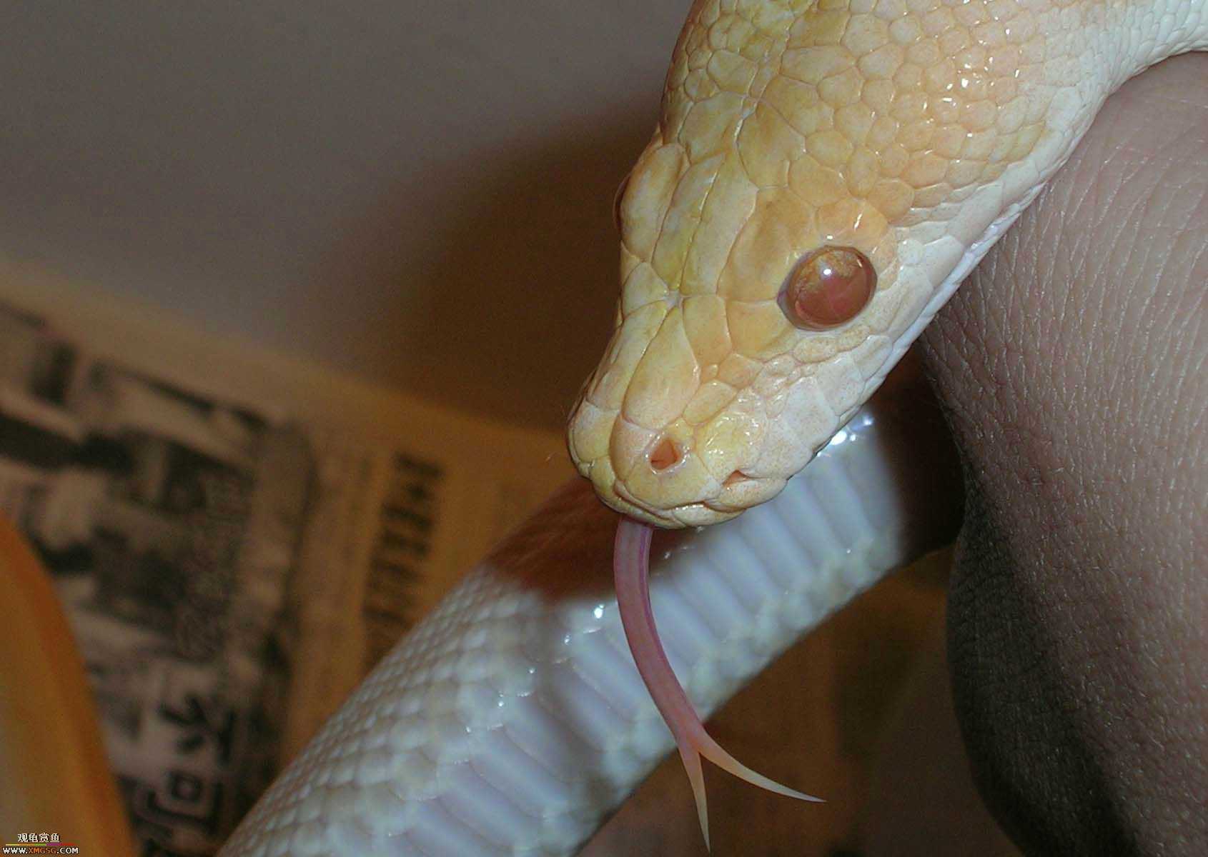 ���������С�����