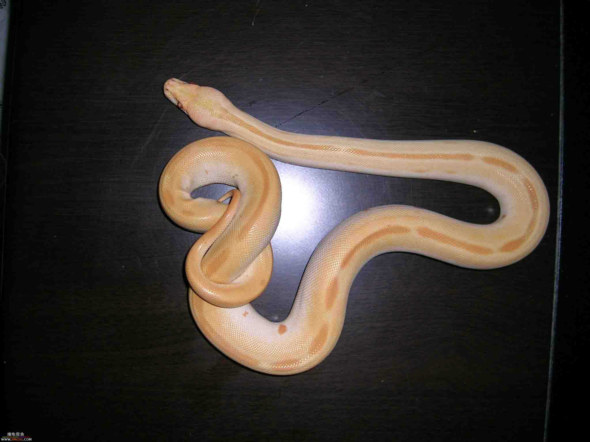 ���������С�����