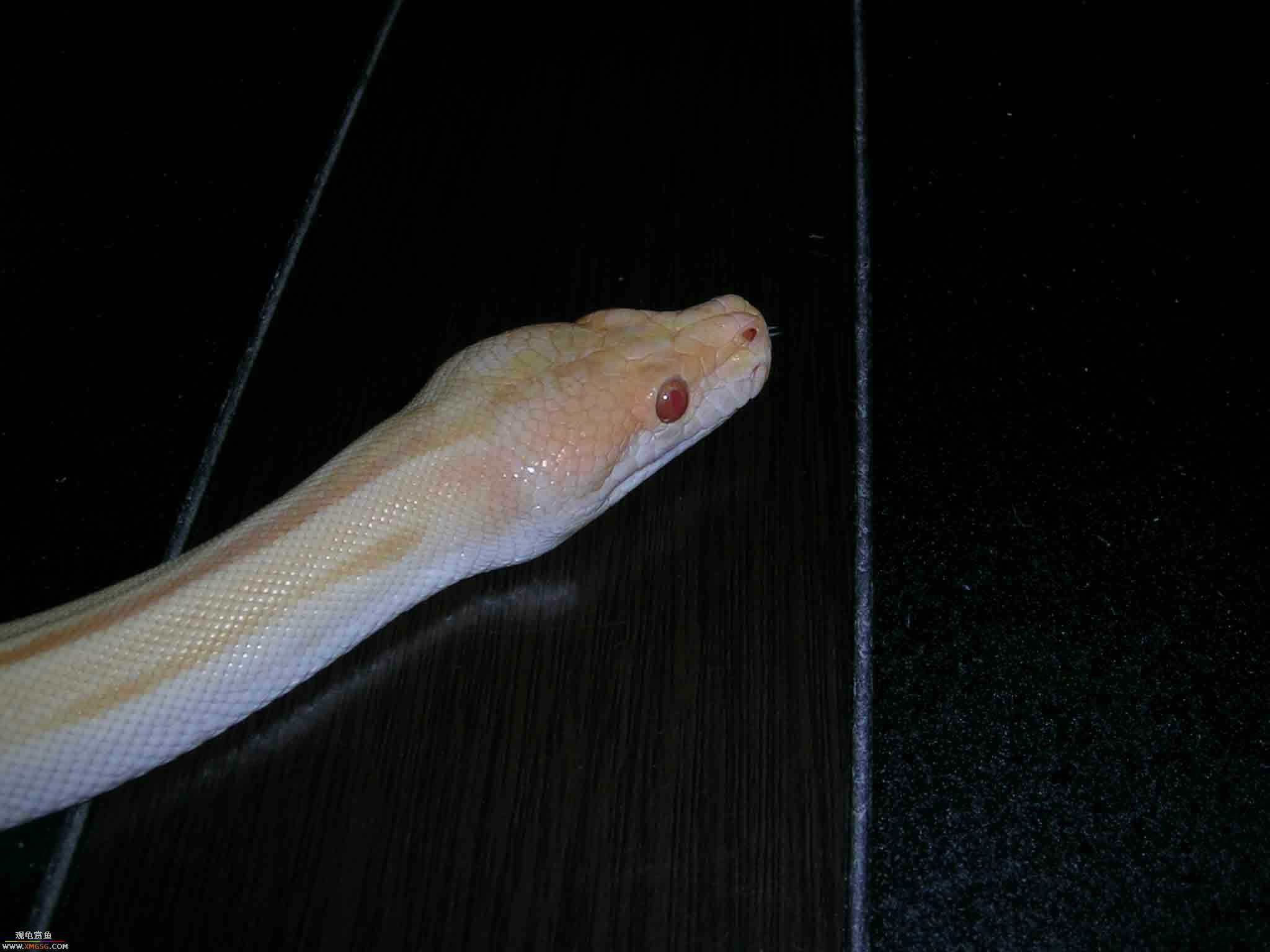 ���������С�����