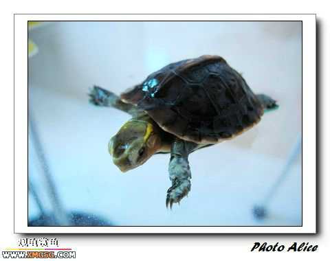 ���������С�����