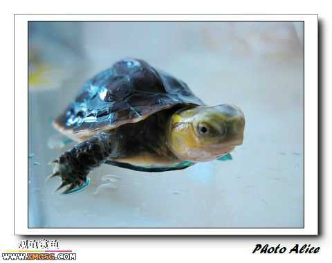 ���������С�����