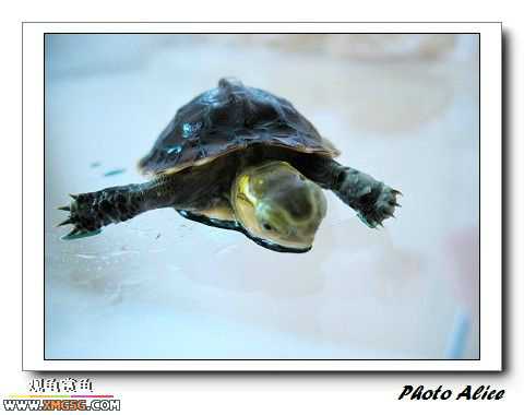 ���������С�����