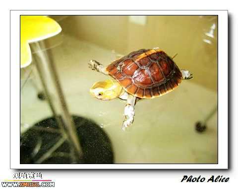 ���������С�����