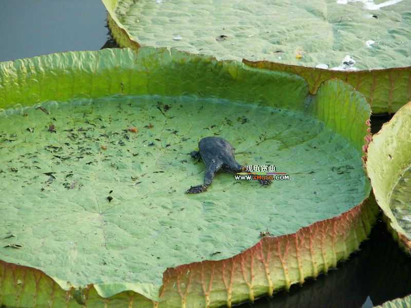 ǰЩʱ���������ĵ�